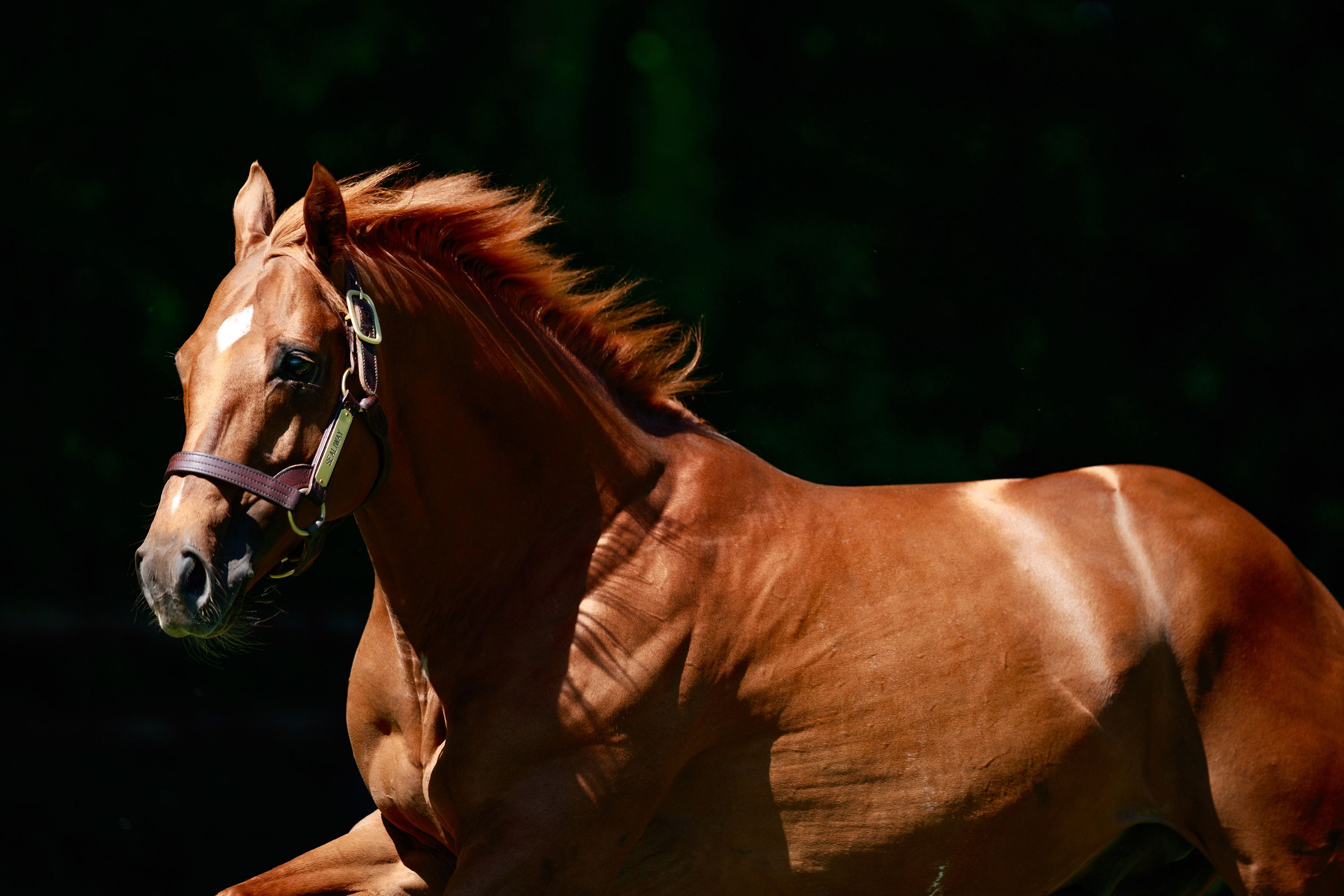 Stallion Video Stallion Fact Pack