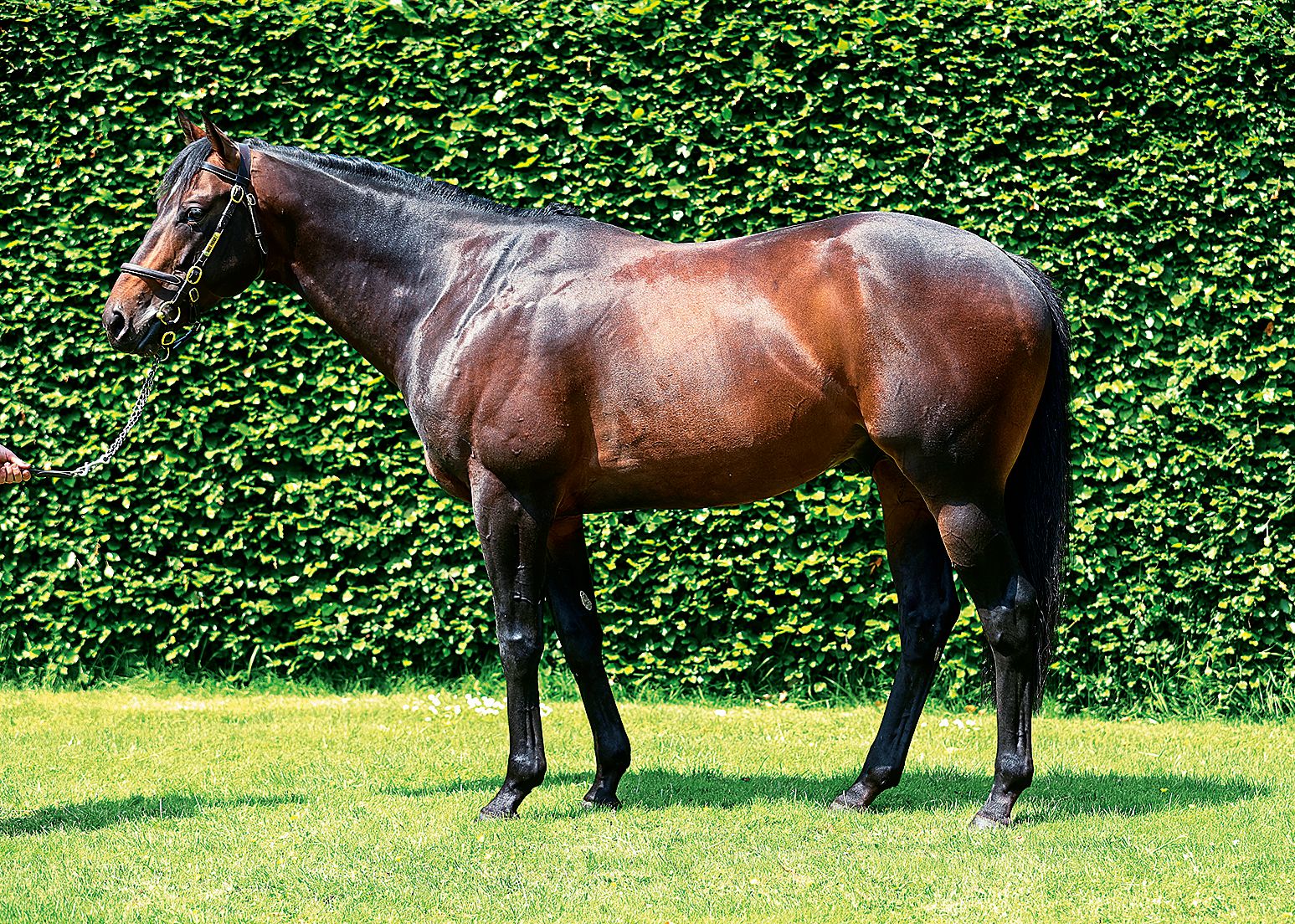 It is all go at the Irish National Stud